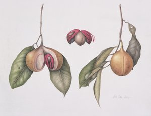 肉豆蔻（Myristica fragrans）2004（wc on paper） 作者 玛格丽特·安·伊甸园